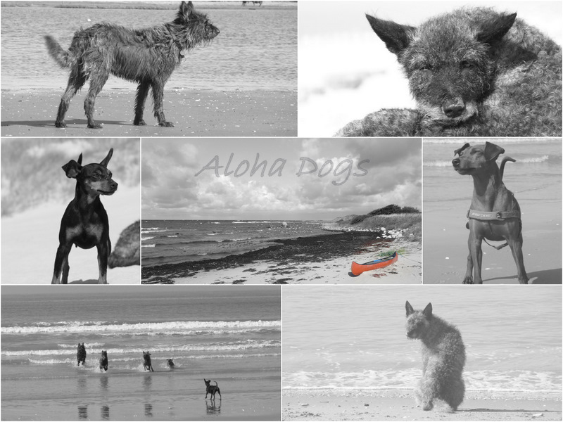 aloha-dogs-2012-gr