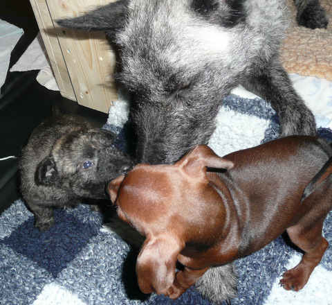 hollandse-herder-4-wochen-zwergpinscher-9-wochen-mit-tante-lani-lotje L-, M- und N-Wurf