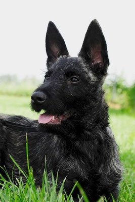 WCI Dawn Fraser "Kira"