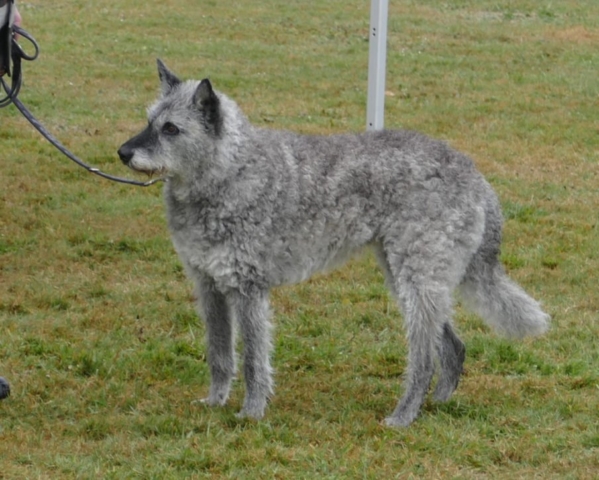 Lani