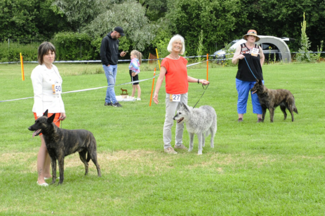 Best in Show