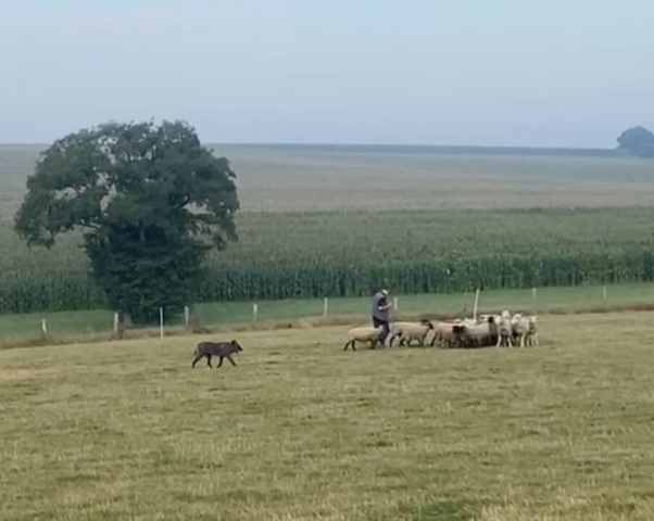 Bernard + "Ace-Cool" Hütewettbewerb Niveau 2