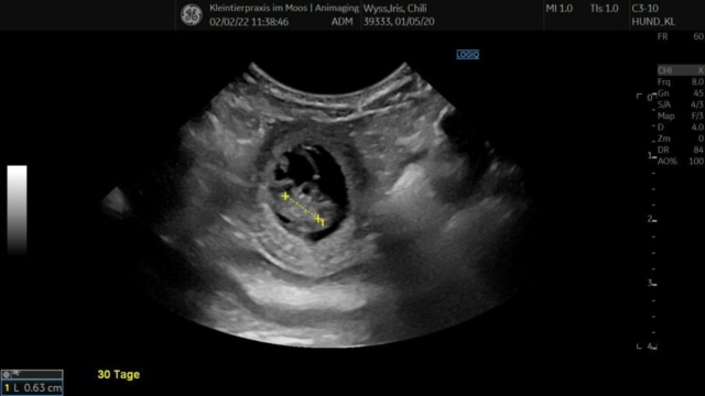 Chili2