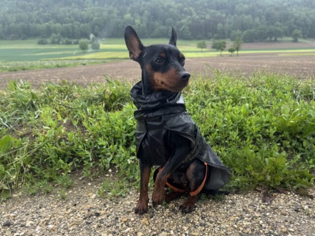 Luci