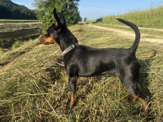 Luci