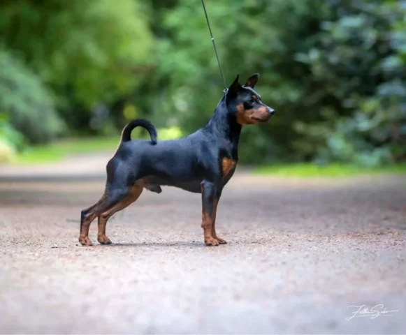 Riley1 Kopie