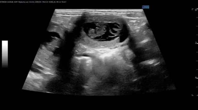 Image-2